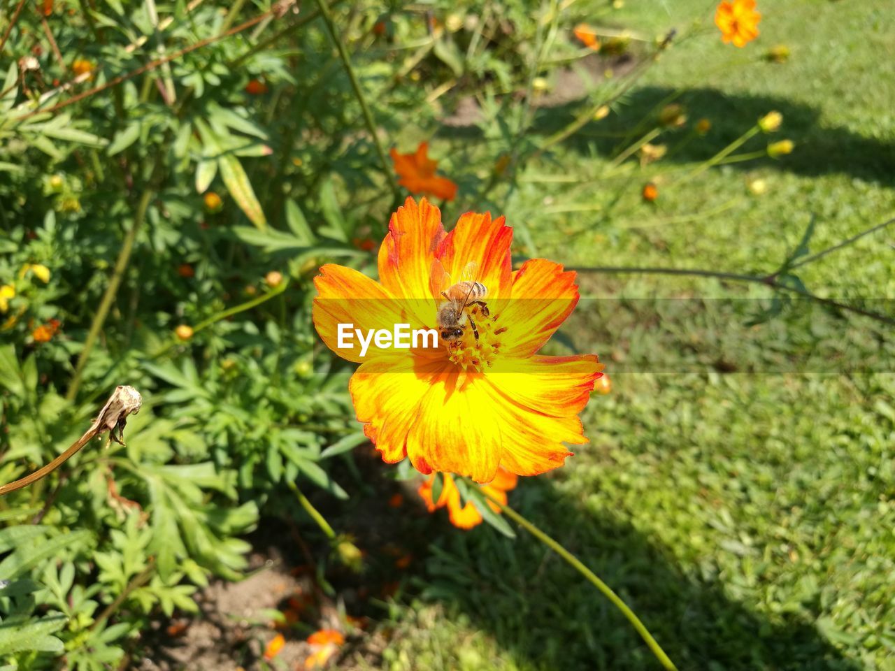 CLOSE-UP OF HONEY BEE POLLINATING ON FLOWER