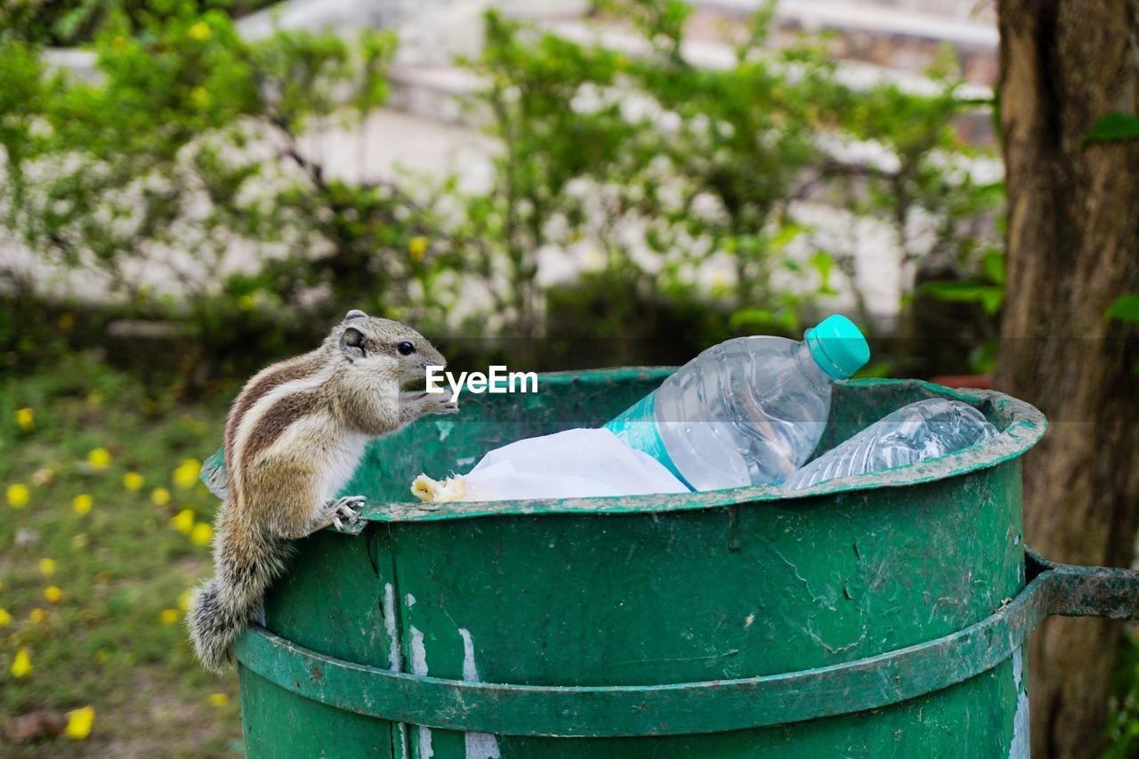 A squirrel having some thing from the dustbin