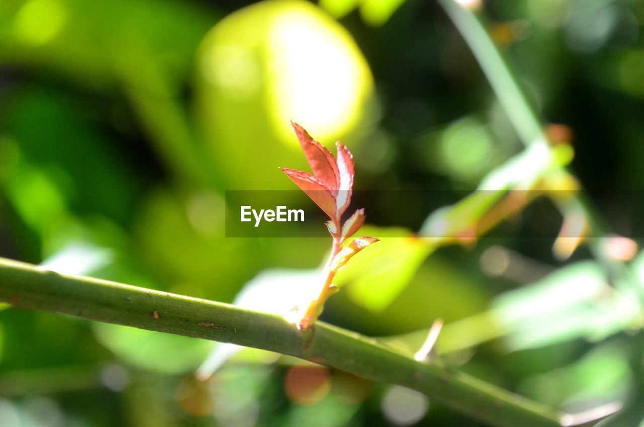 CLOSE-UP OF GREEN PLANT