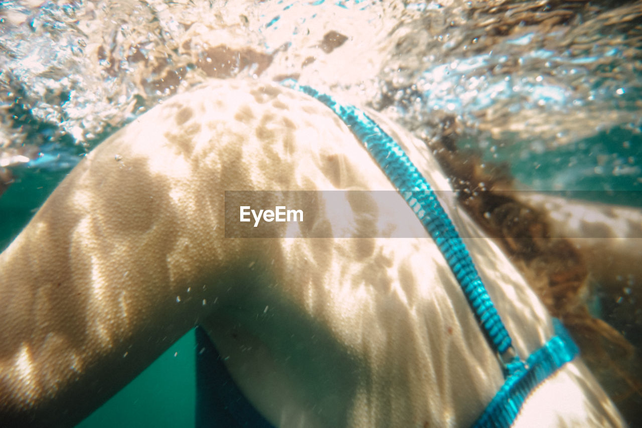 water, swimming, underwater, sea, nature, animal, animal themes, undersea, marine biology, animal wildlife, sports, one person, one animal, sunlight, swimming pool, wildlife, marine mammal, water sports, day, outdoors, adult, mammal, close-up, motion, swimwear, sea life