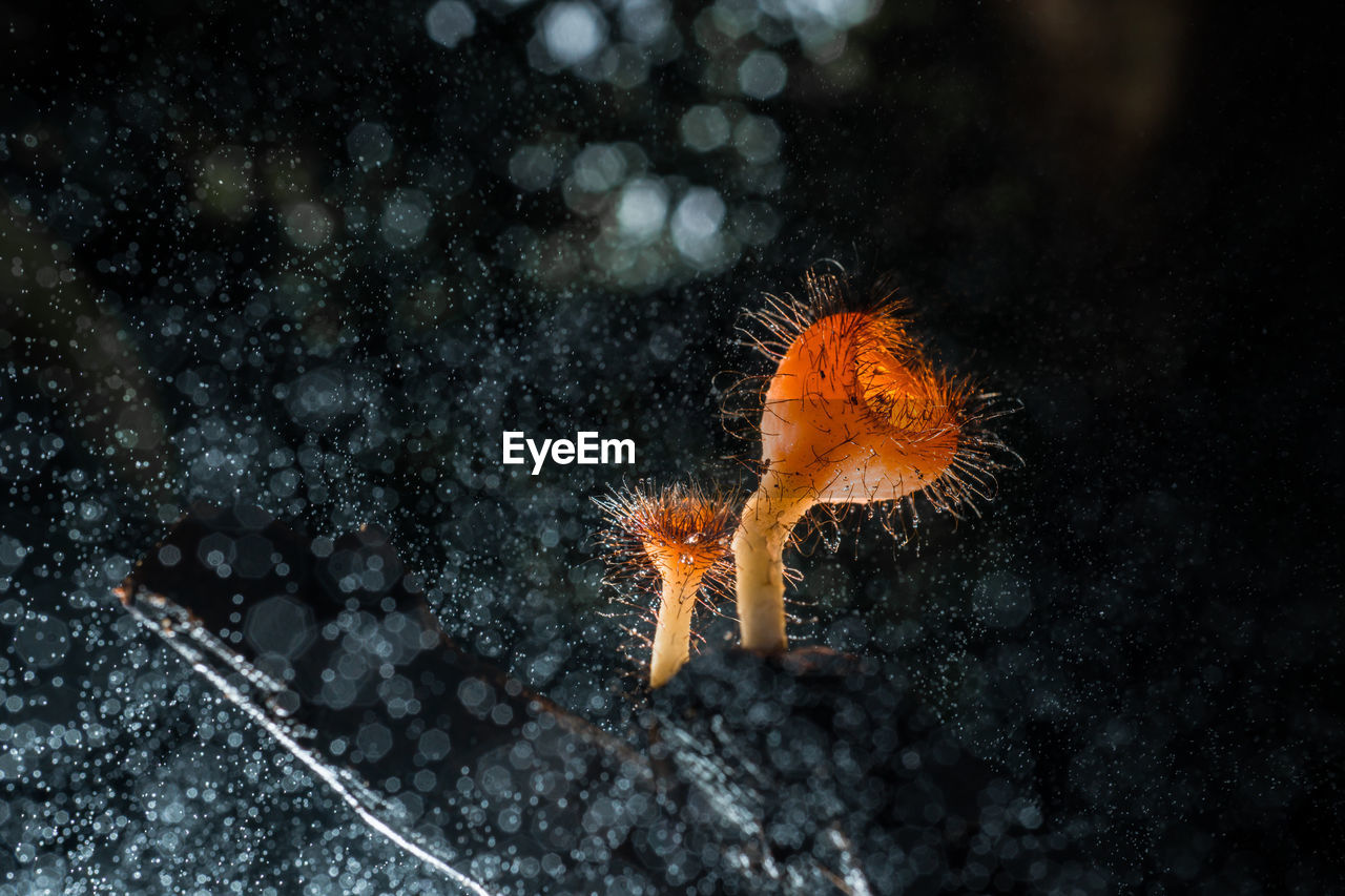 CLOSE-UP OF ORANGE JELLYFISH