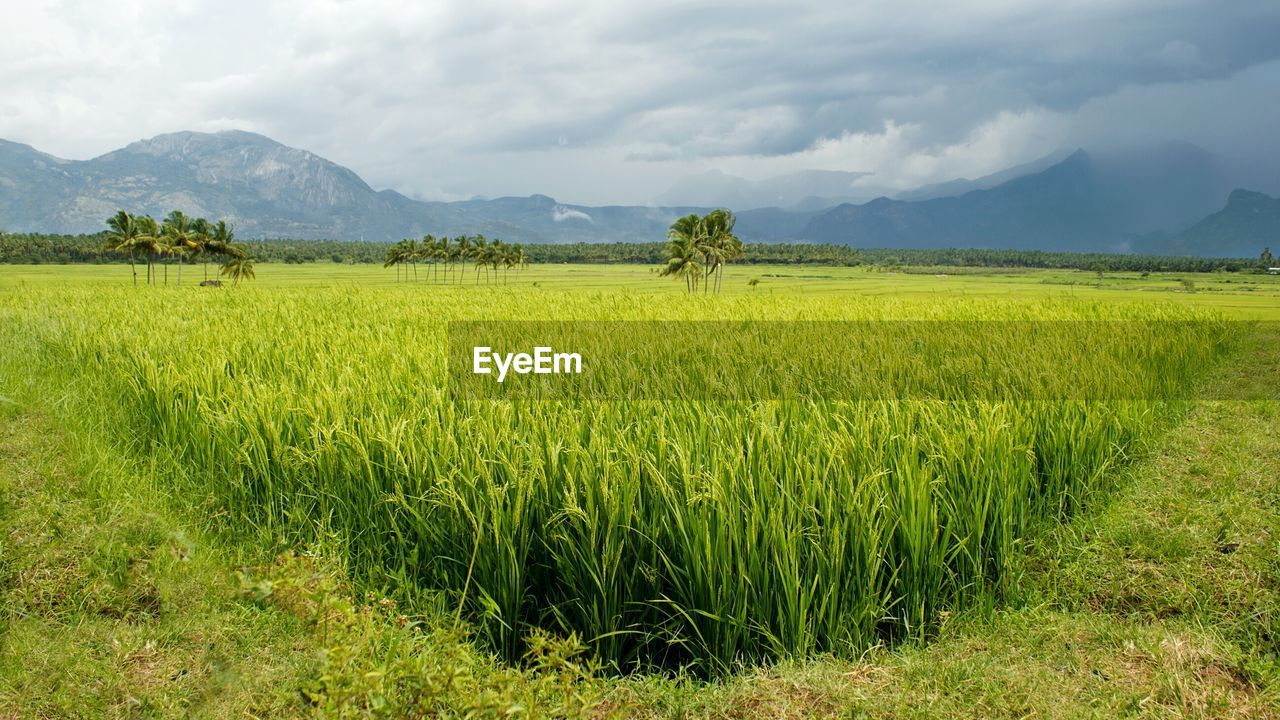 SCENIC VIEW OF FIELD WITH MOUNTAINS IN BACKGROUND