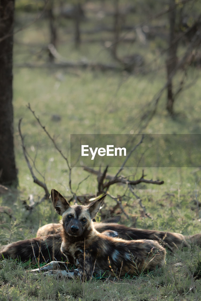 animal, animal themes, mammal, animal wildlife, wildlife, one animal, plant, tree, nature, portrait, no people, forest, looking at camera, wilderness, grass, outdoors, land, day, hyena, relaxation
