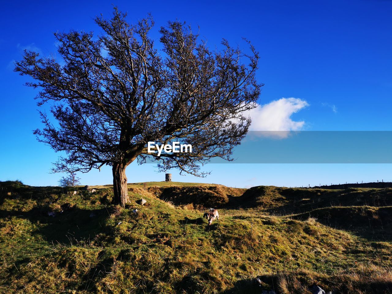 Tree on field against blue sky