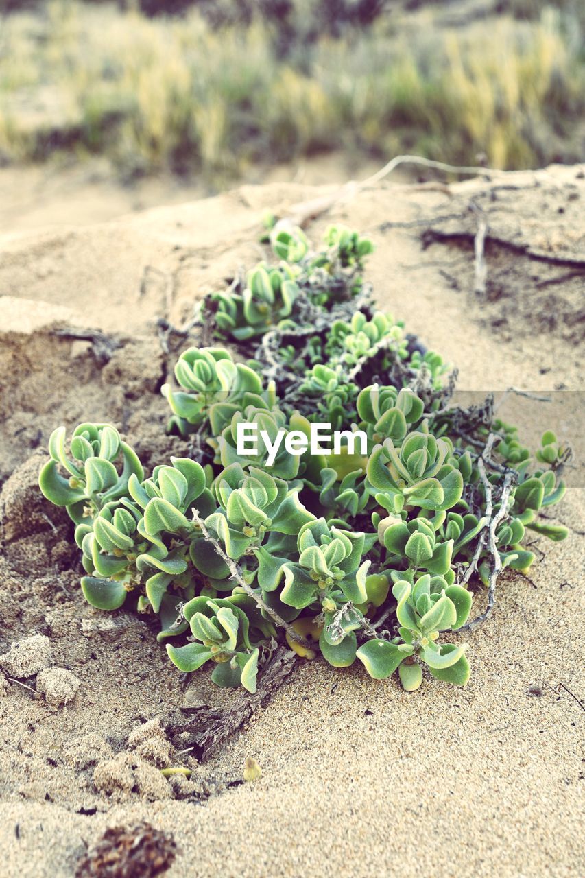 CLOSE-UP OF FRESH GREEN PLANT ON FIELD