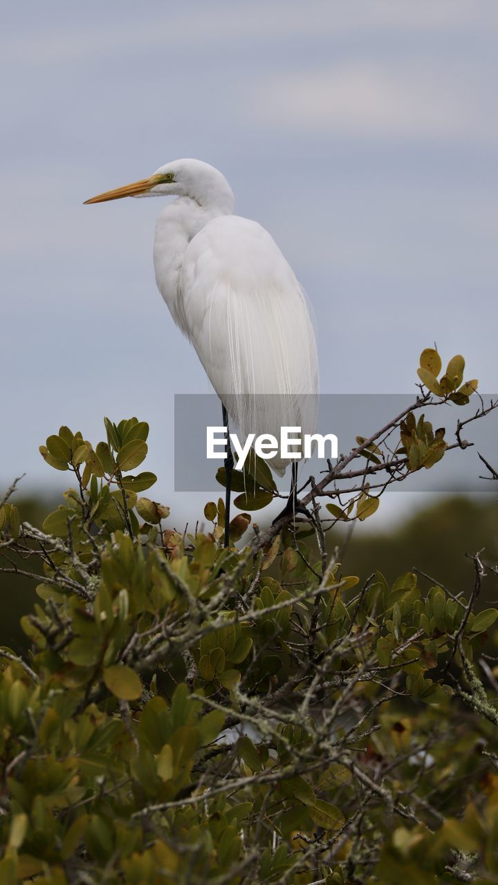 Bird perching on a branch