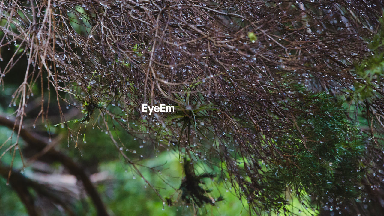 CLOSE-UP OF PLANTS IN FOREST