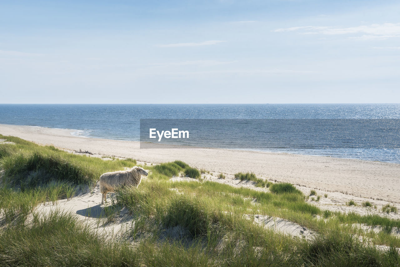 Full length of sheep standing at beach looking at sea