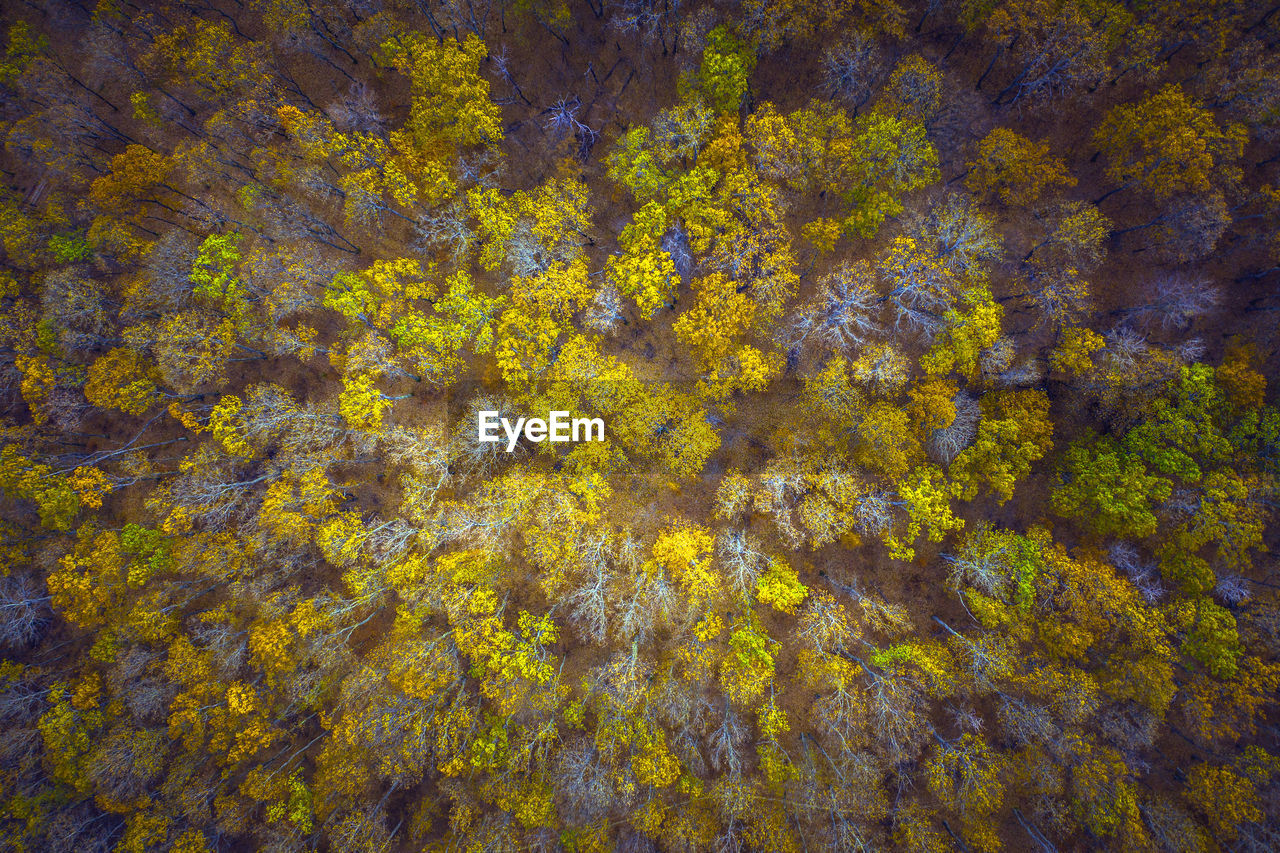 Aerial view of trees in forest during autumn