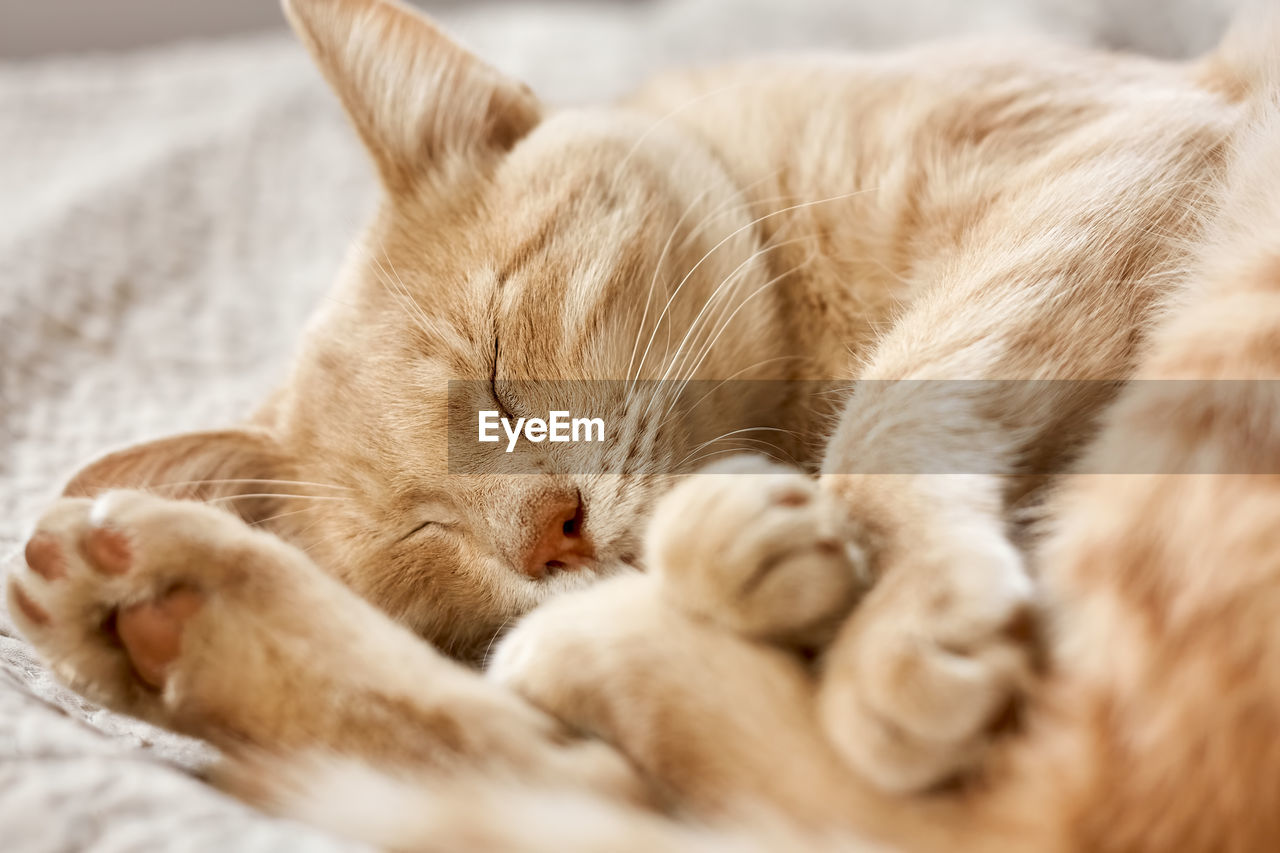 CLOSE-UP OF CAT SLEEPING ON BED