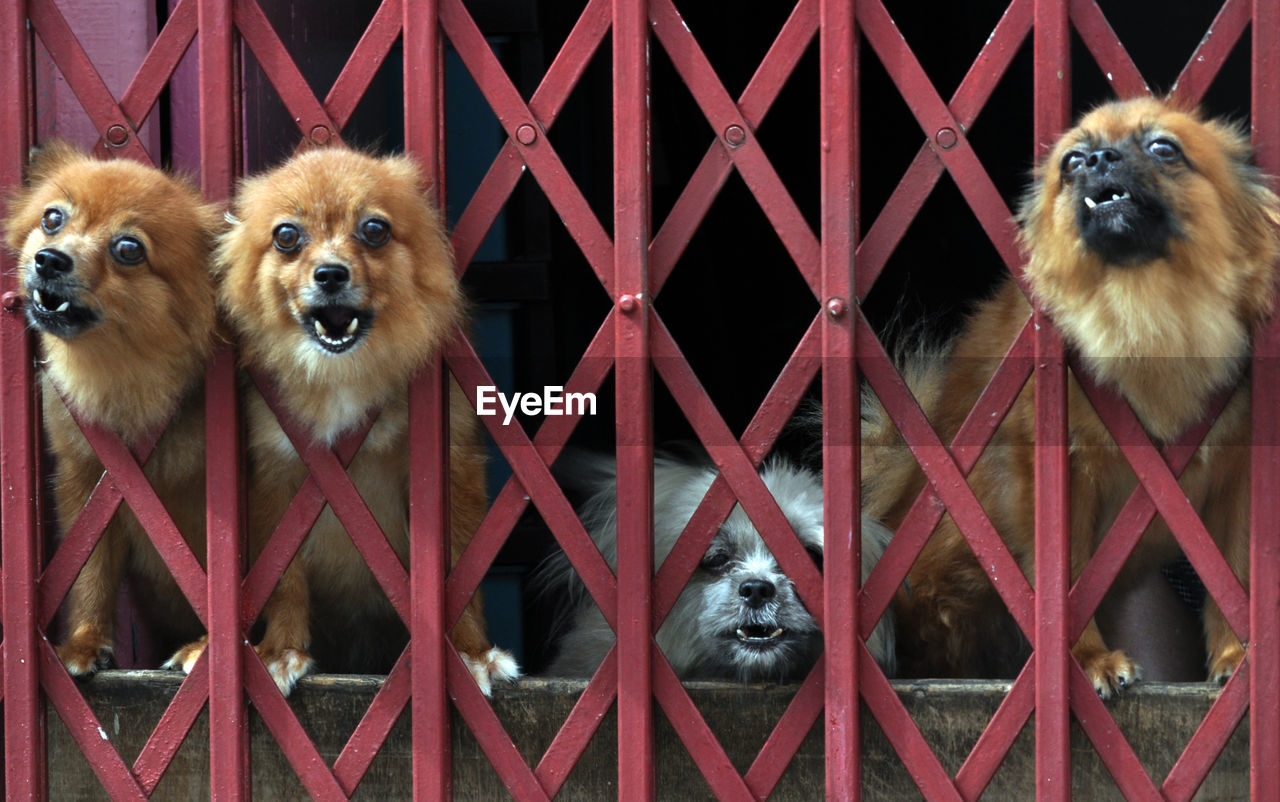 Dogs peeking through metal fence