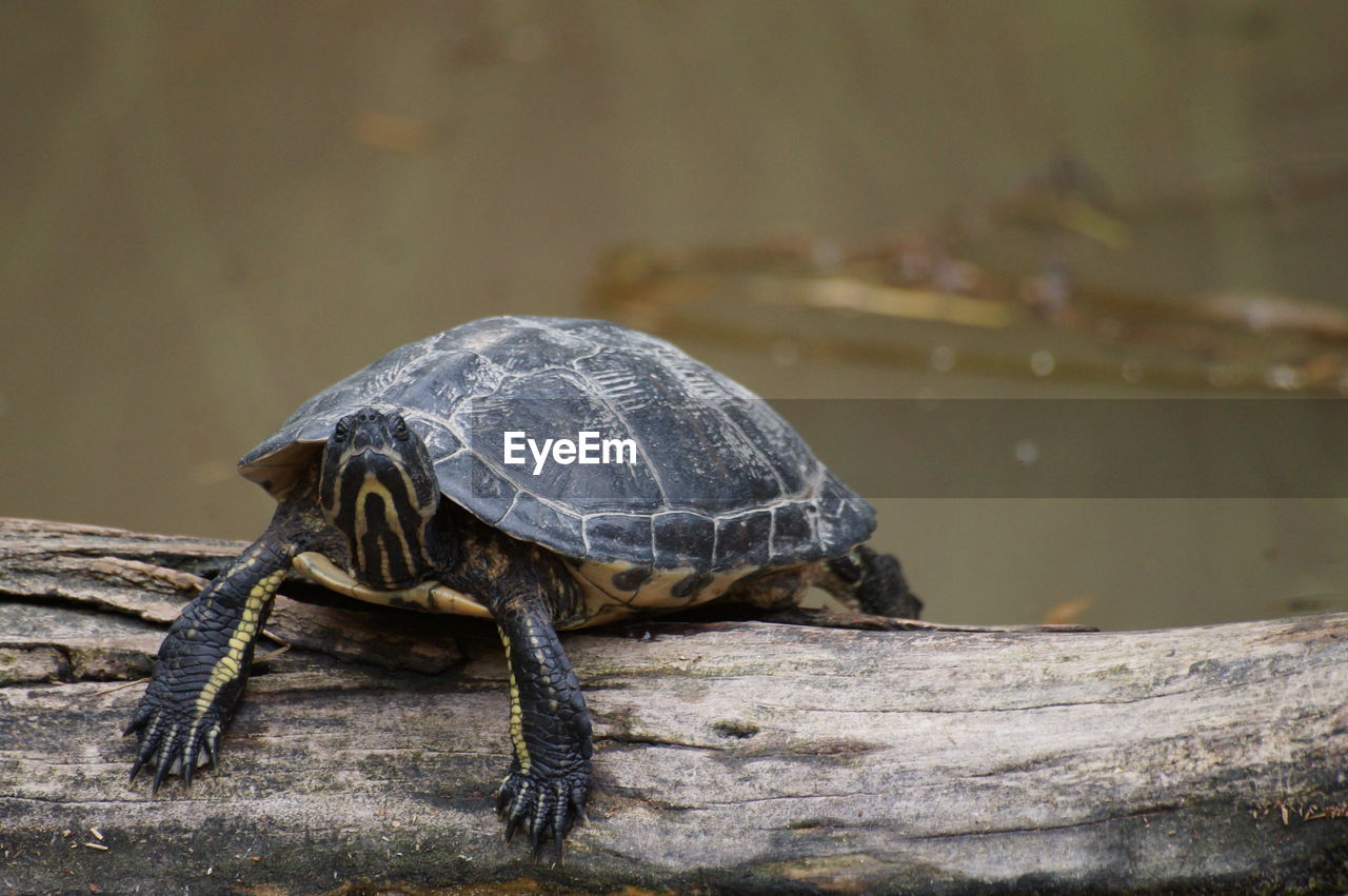 Close-up of turtle