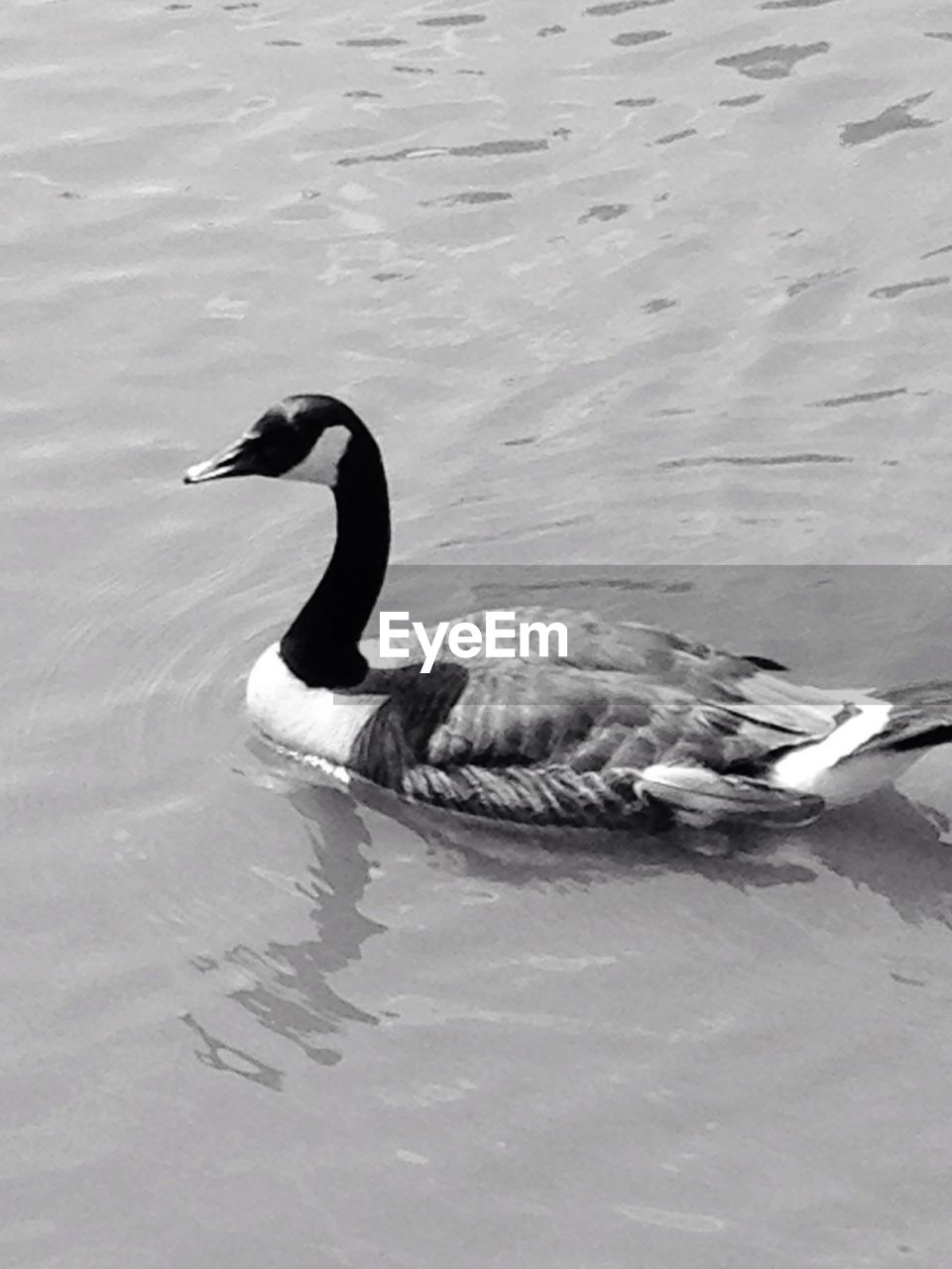 VIEW OF BIRDS IN WATER