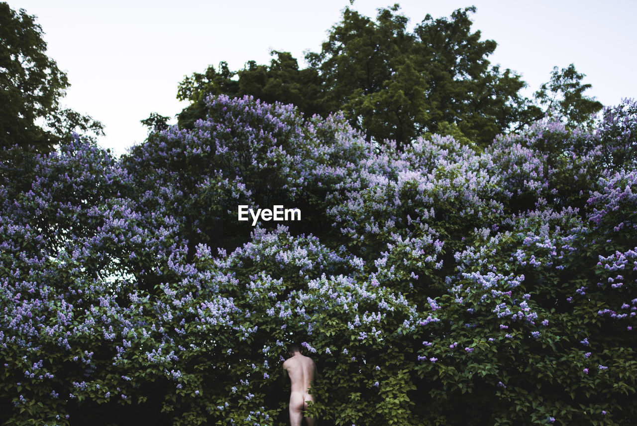 Rear view of naked man standing amidst flowering trees