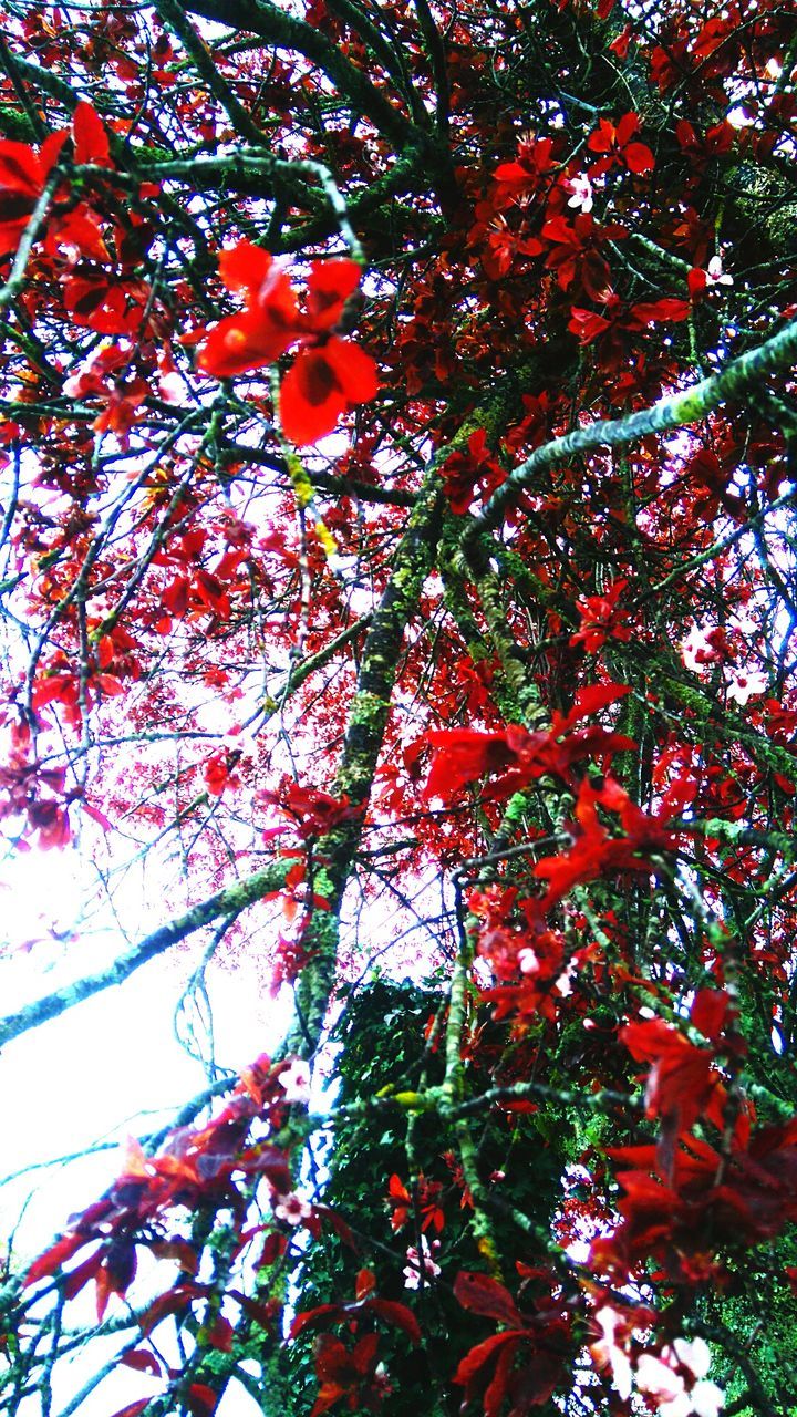 LOW ANGLE VIEW OF TREES