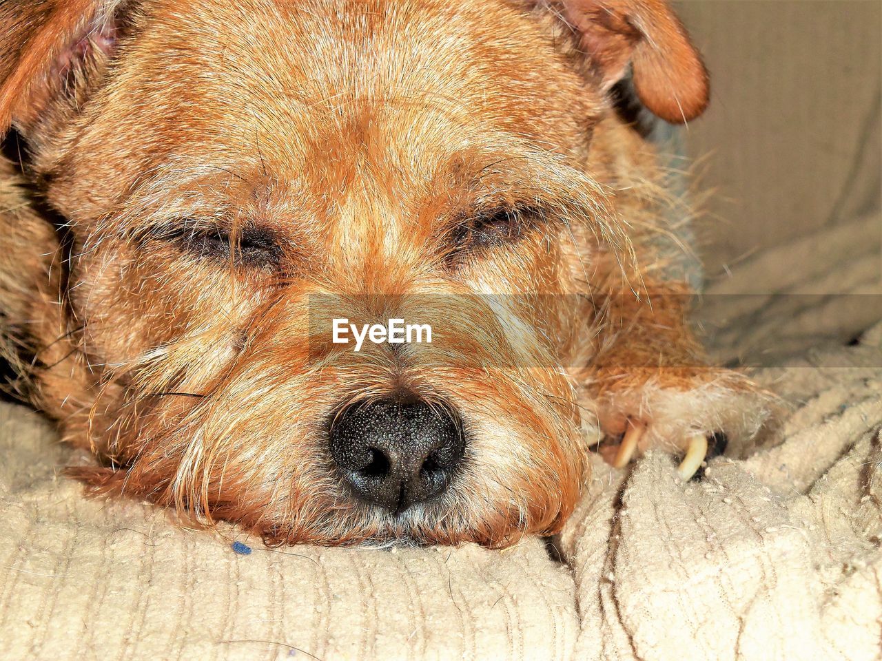 CLOSE-UP PORTRAIT OF DOG LYING ON FLOOR