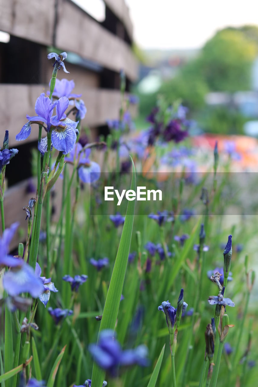 CLOSE-UP OF PURPLE FLOWERS