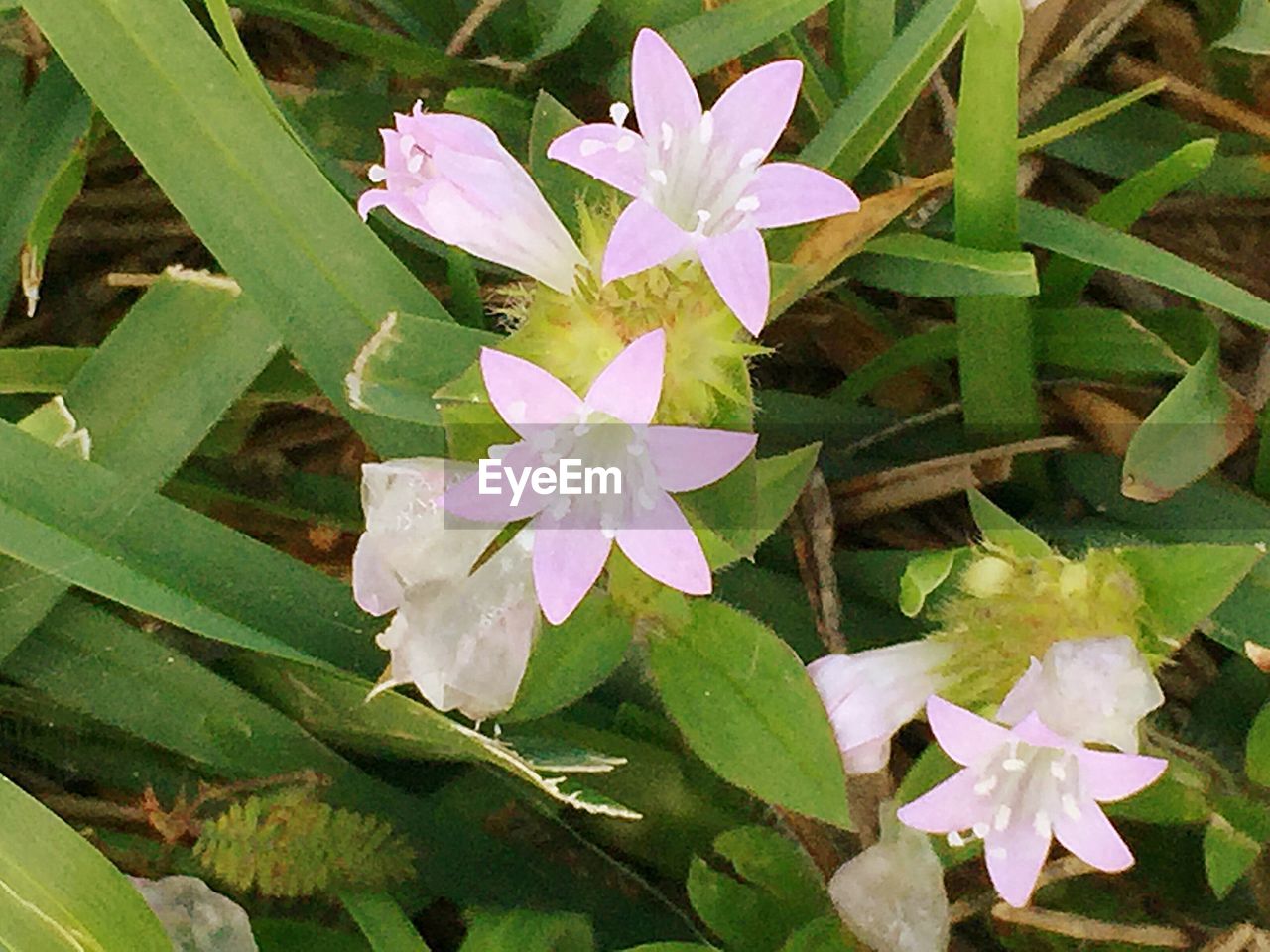 CLOSE-UP OF FLOWERS BLOOMING