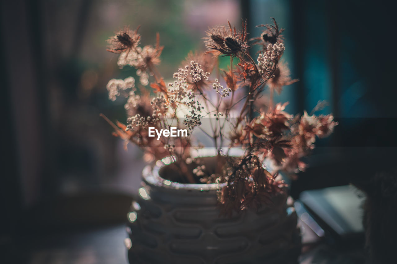 Backlited flowers in vase on the table in sunset time