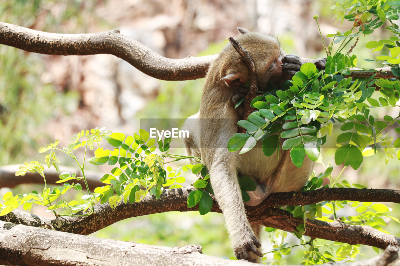 Monkey on tree