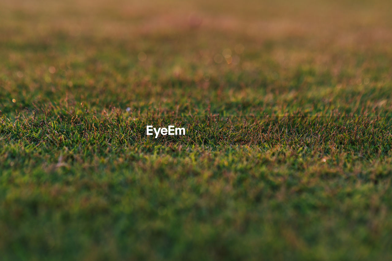FULL FRAME SHOT OF GRASS