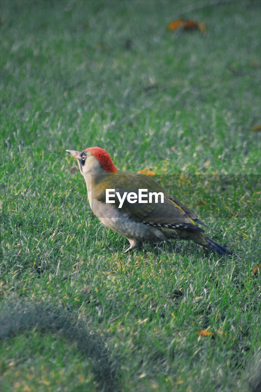 Close-up of woodpecker on grassy field