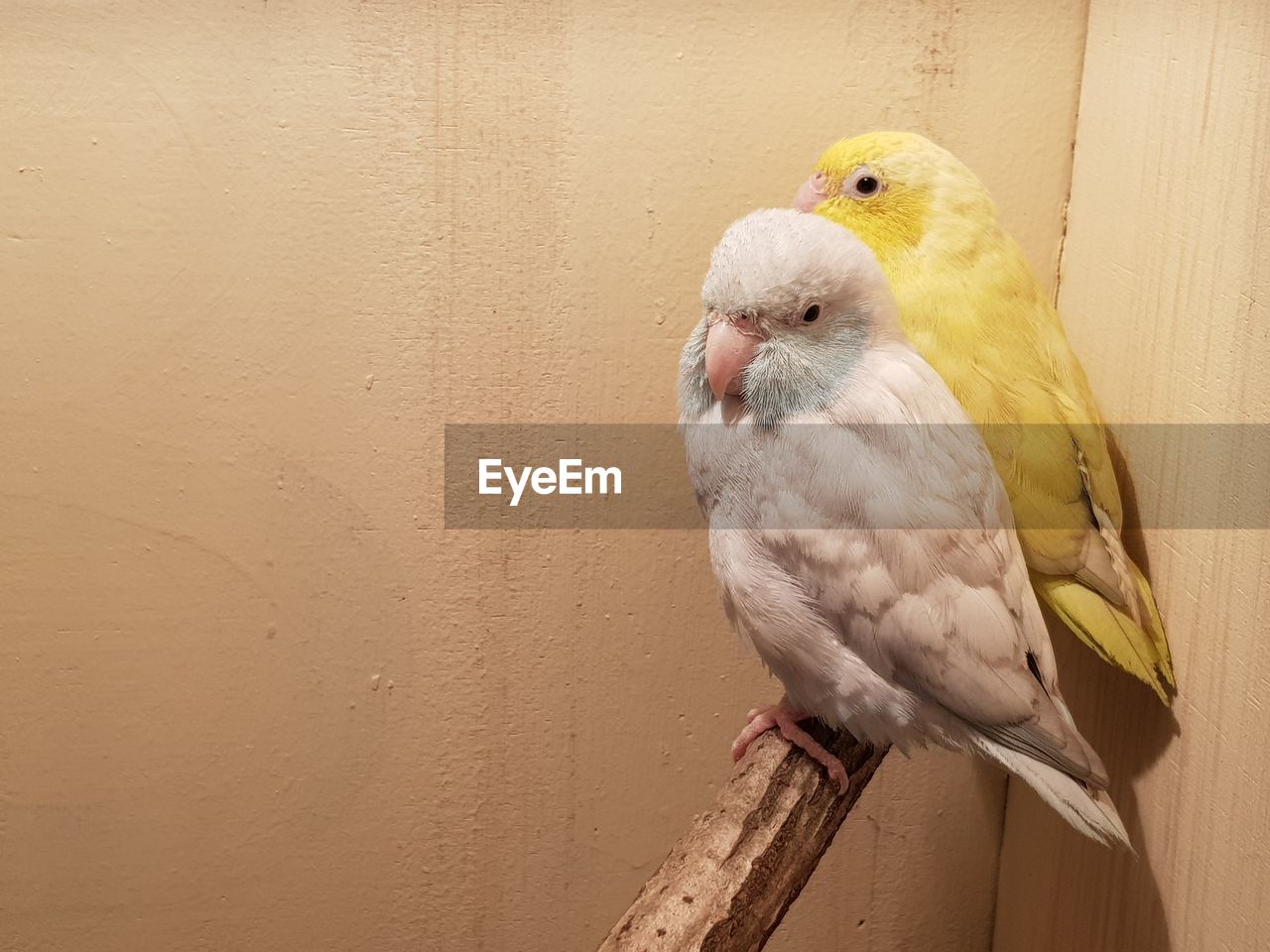 Close-up of bird perching on wall