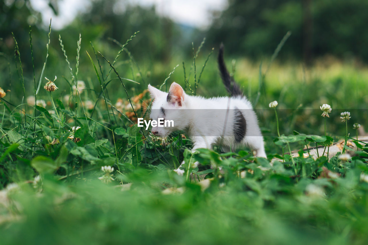 Cat resting on field