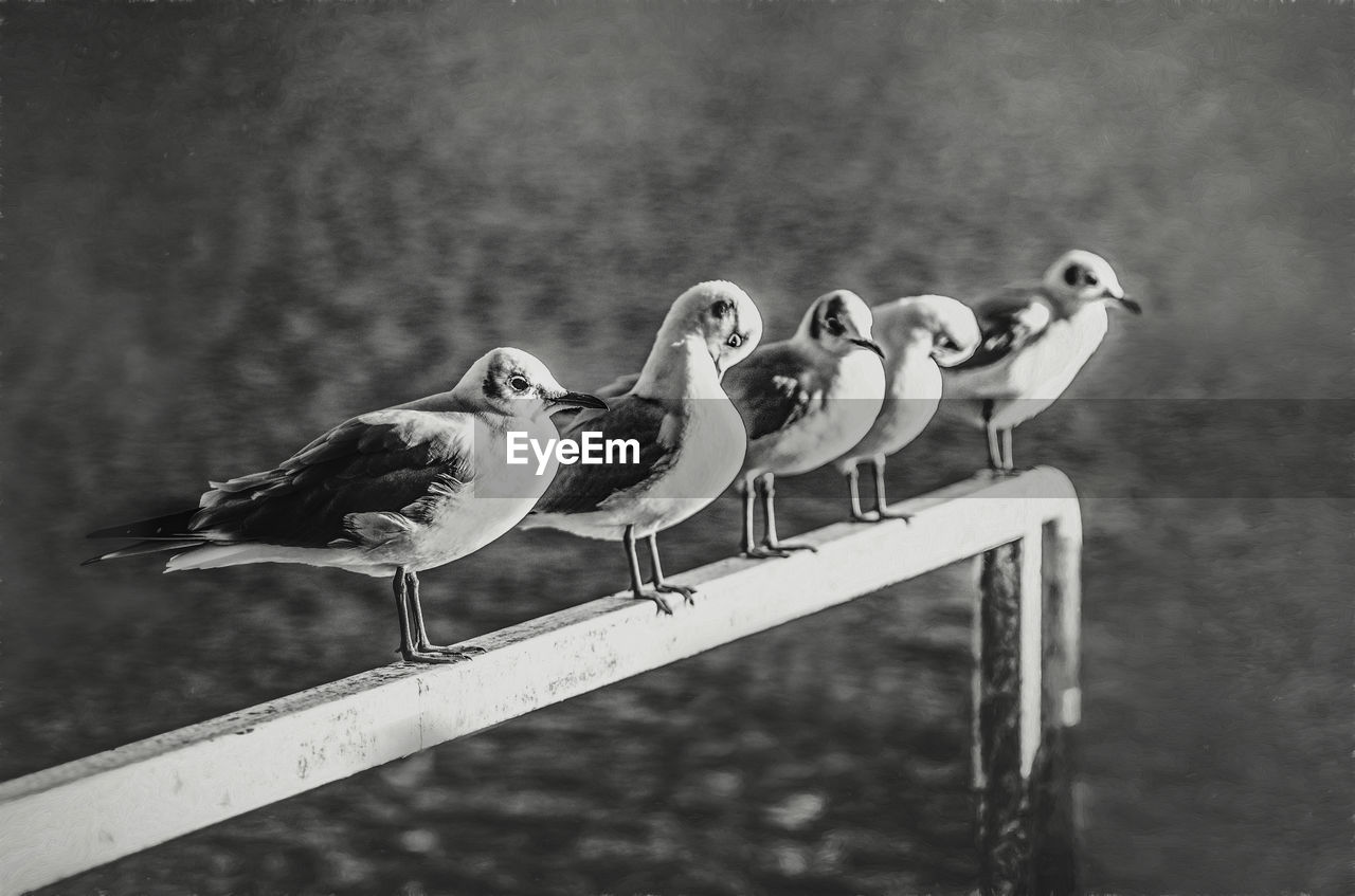 SEAGULL PERCHING ON RAILING