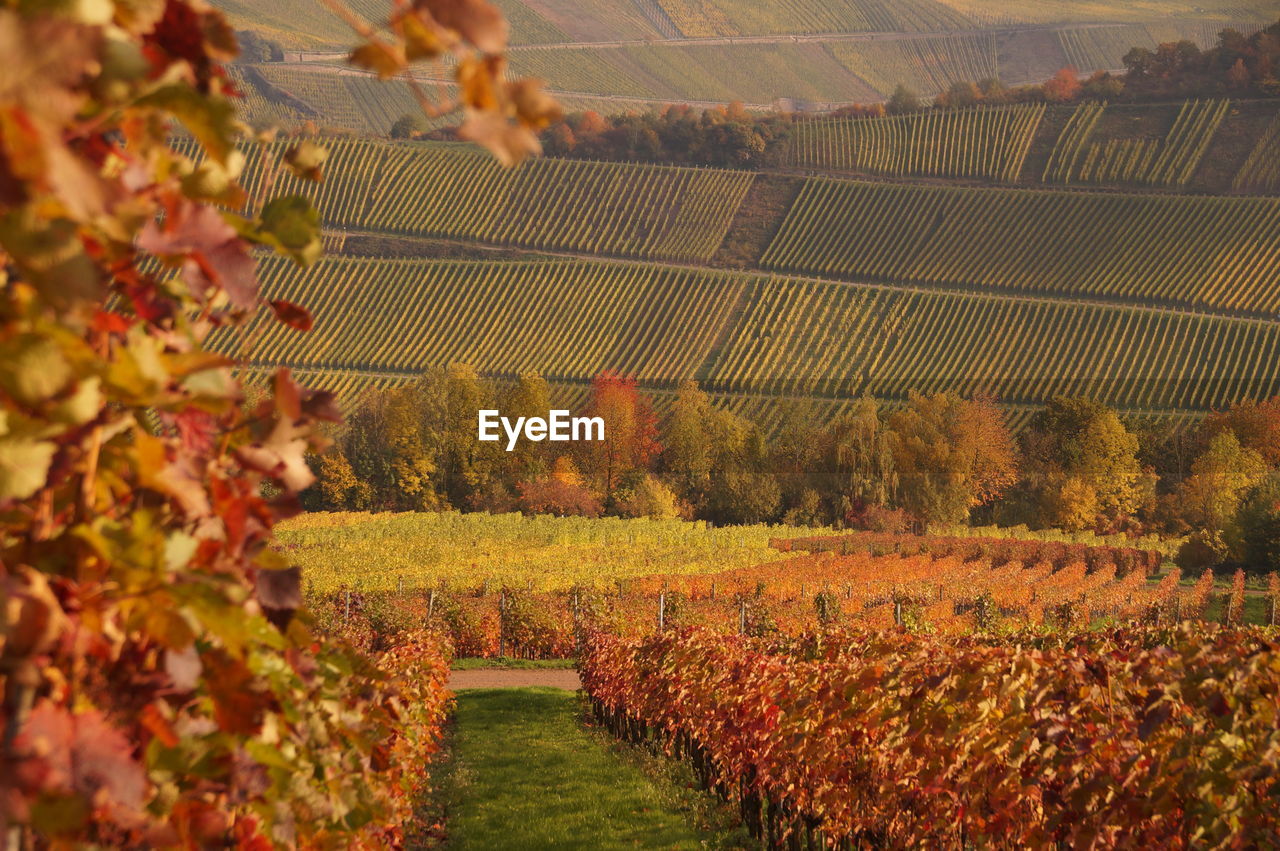 Scenic view of agricultural field during autumn