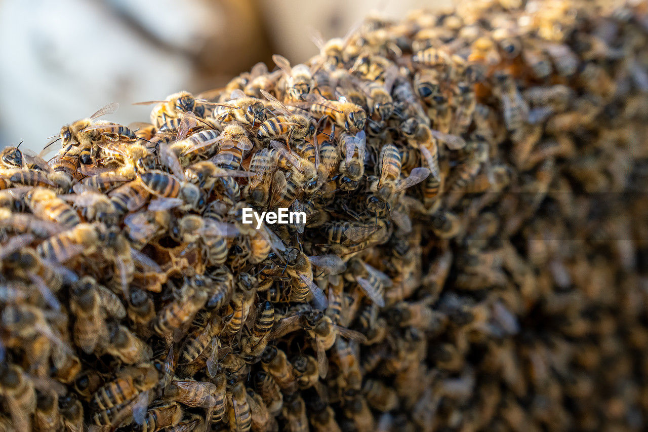 Macro close-up of a dense bee colony on a honeycomb, highlighting teamwork, pollination