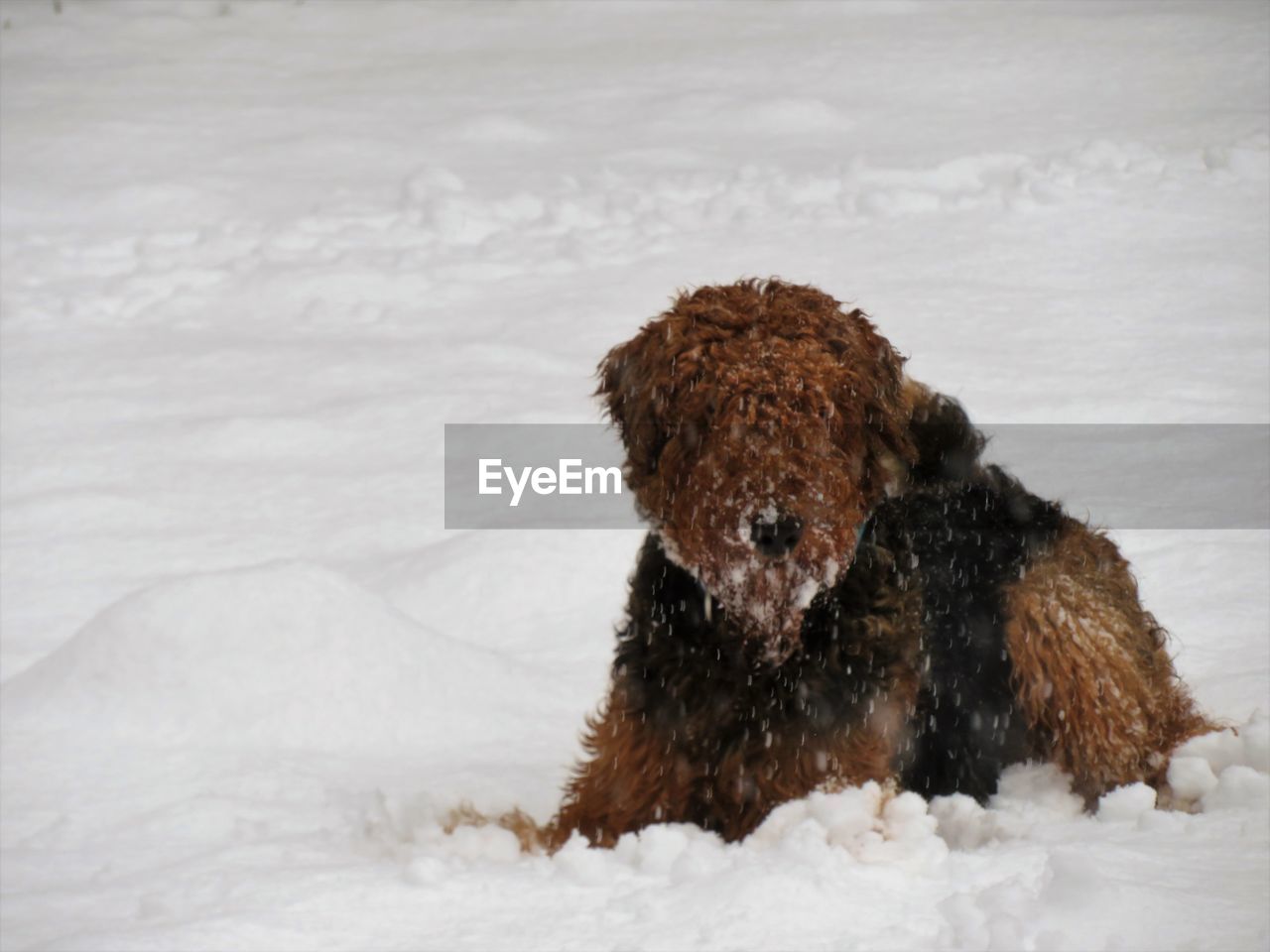 Close-up of dog sitting on snow