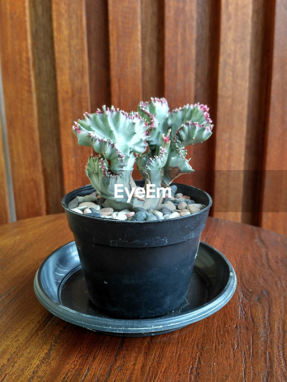 CLOSE-UP OF POTTED CACTUS ON TABLE