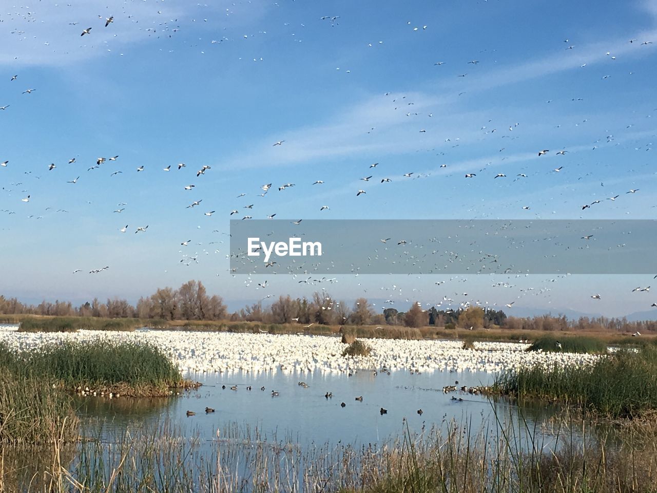 Flock of birds flying over lake against sky