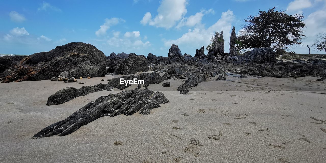 DRIFTWOOD ON BEACH