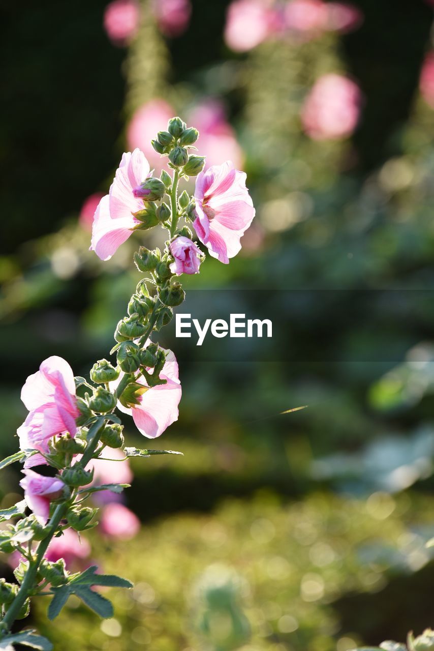 Close-up of pink flowering plant