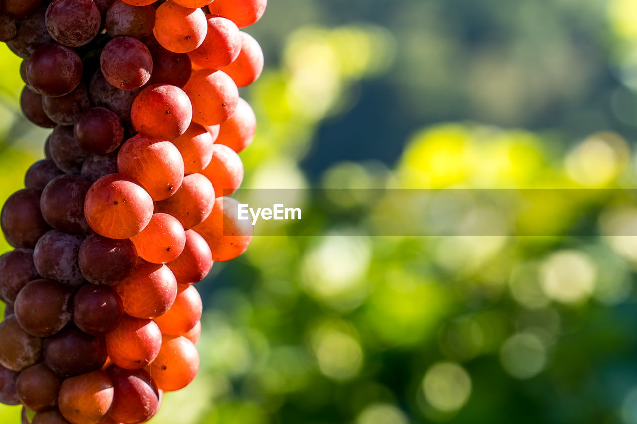 CLOSE-UP OF GRAPES GROWING IN VINEYARD