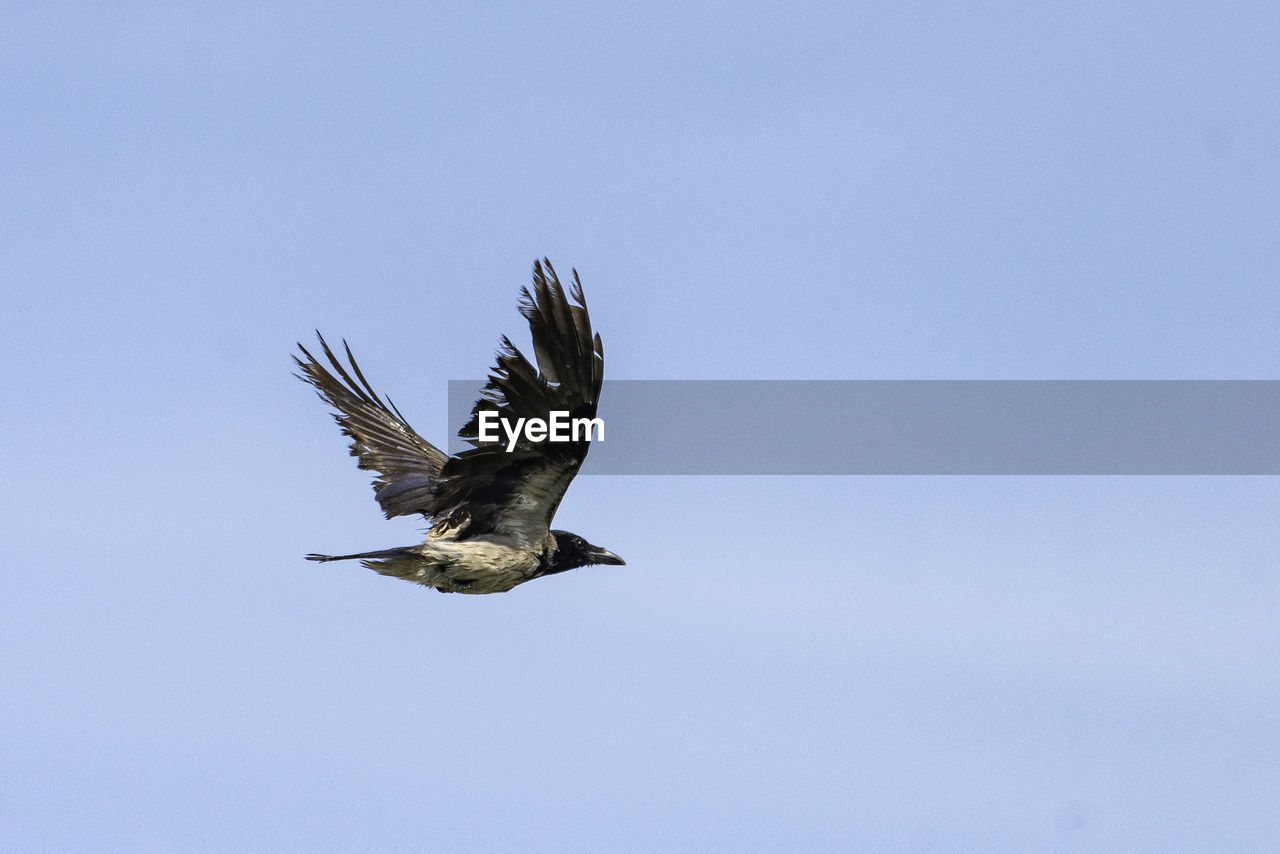 Low angle view of eagle flying in sky