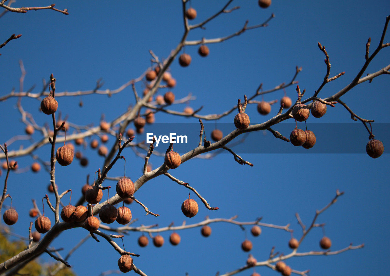 tree, branch, plant, nature, twig, flower, sky, blossom, food, fruit, leaf, no people, food and drink, winter, spring, blue, healthy eating, clear sky, day, beauty in nature, outdoors, low angle view, persimmon, growth, focus on foreground, bare tree, autumn, frost, sunny