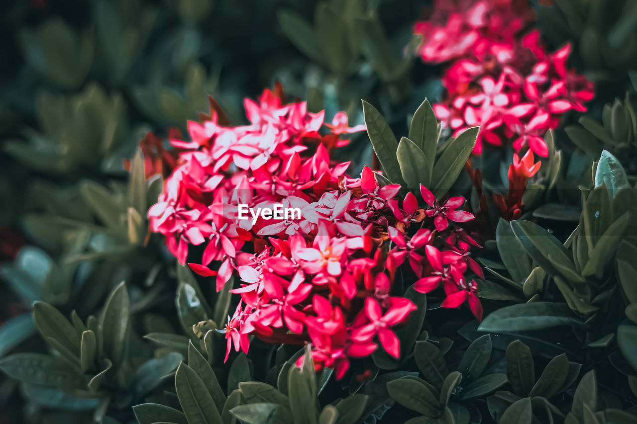 CLOSE-UP OF PINK FLOWERING PLANTS