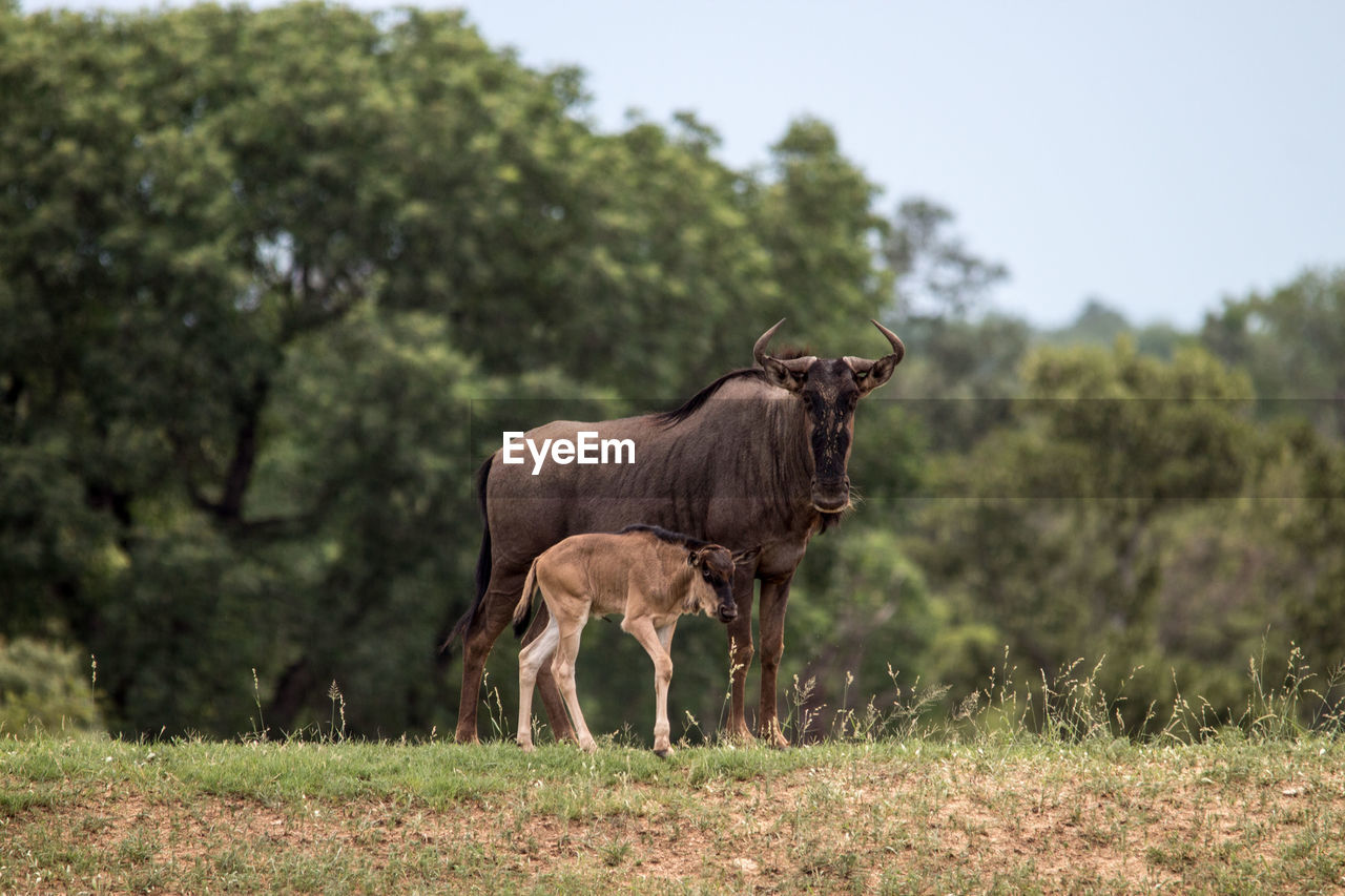 GIRAFFE STANDING ON FIELD