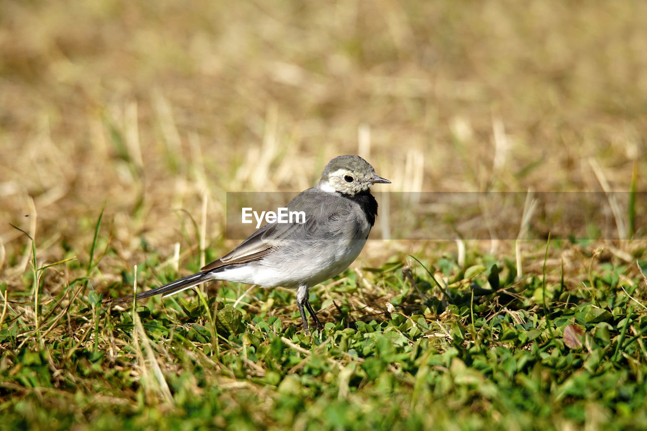 CLOSE-UP OF BIRD PERCHING ON A FIELD