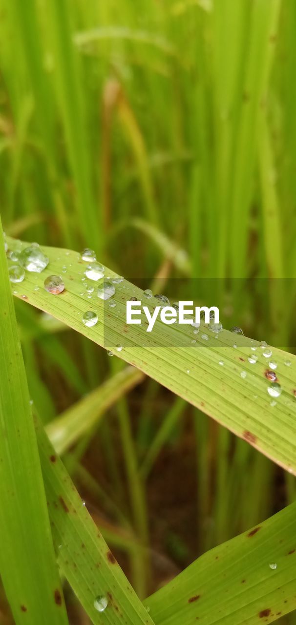 CLOSE-UP OF DEW DROPS ON GRASS