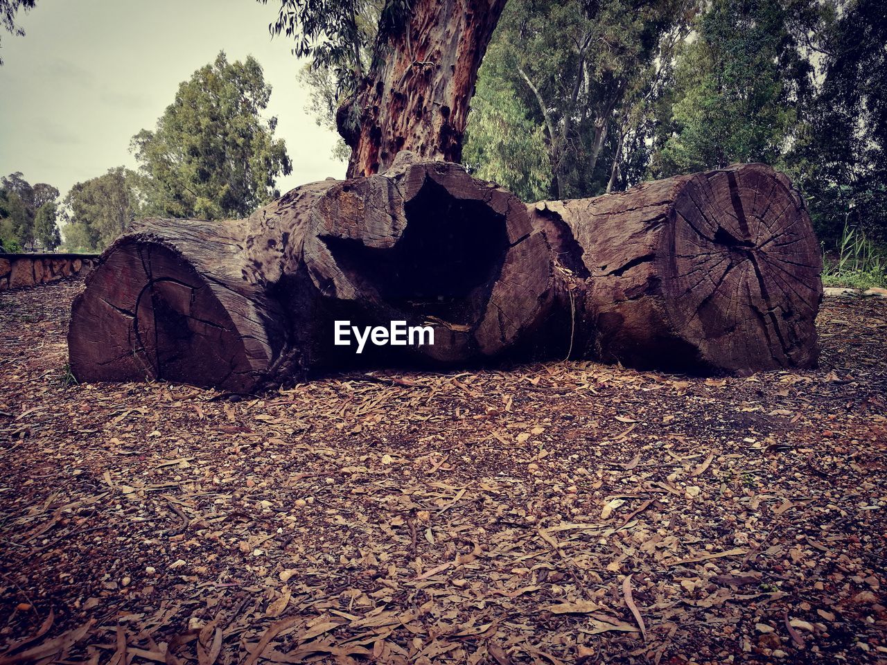 Close-up of tree stump on land in forest