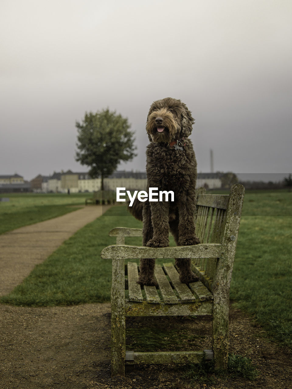 Dog standing on bench against cloudy sky