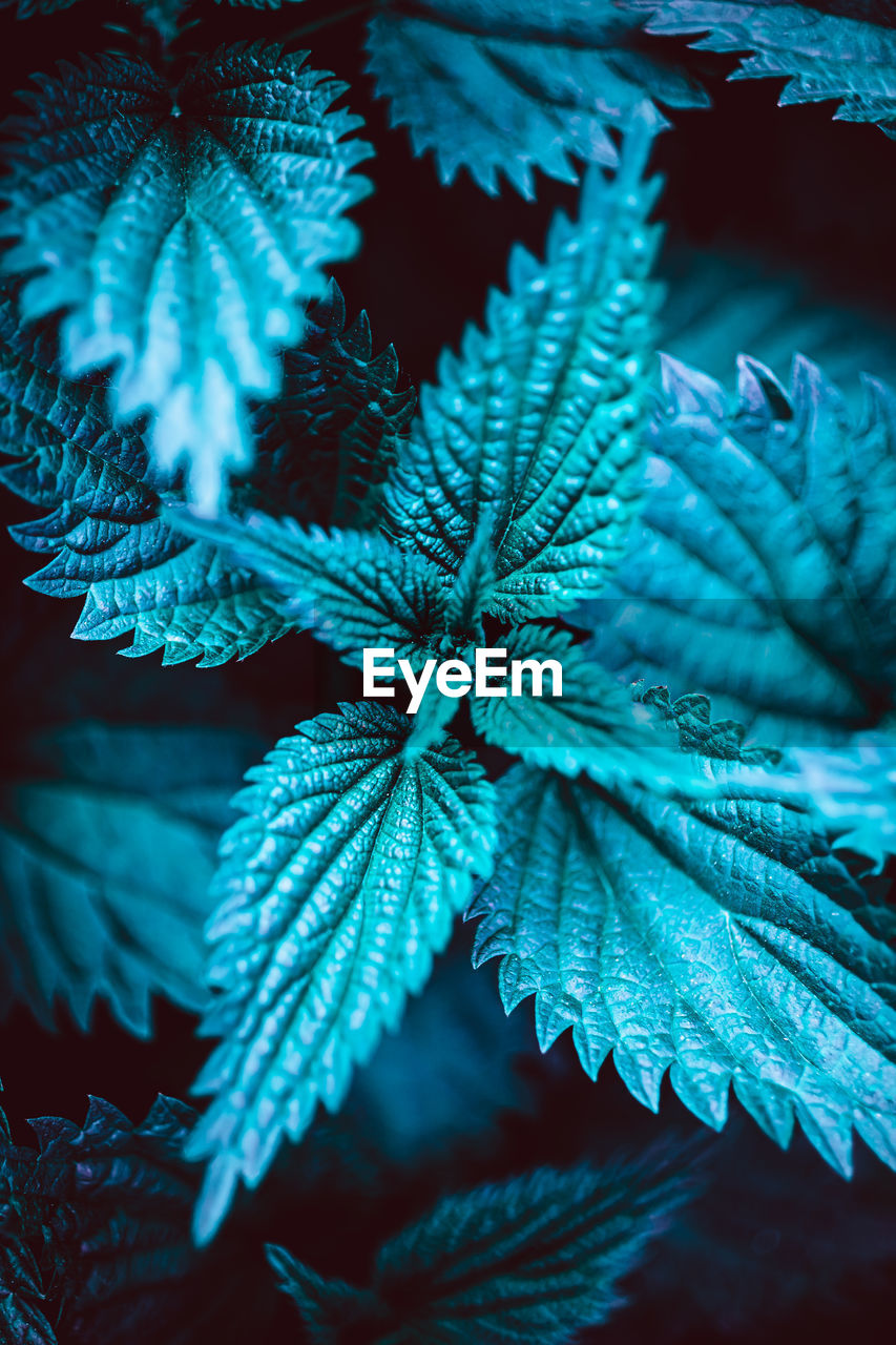 CLOSE-UP OF FROZEN PLANTS DURING WINTER