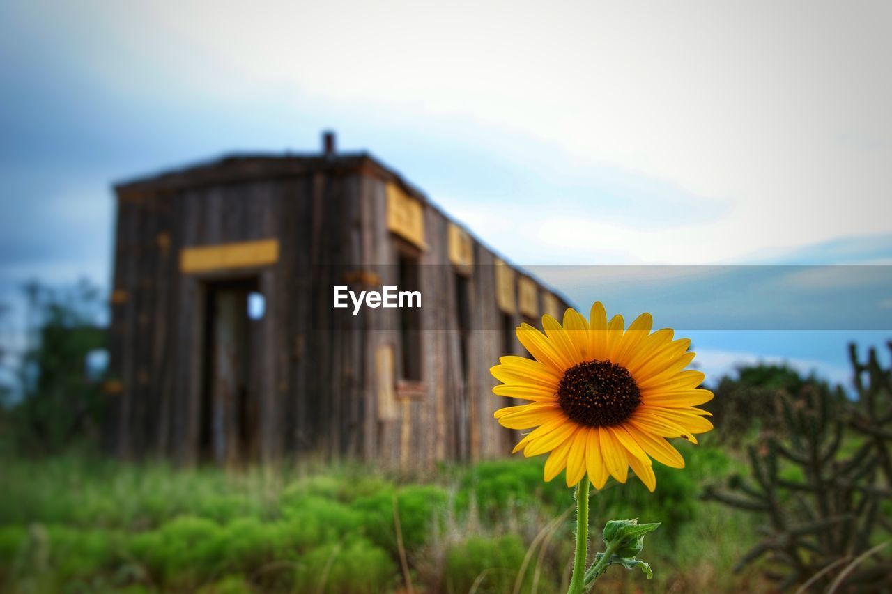 Yellow flower on field against sky