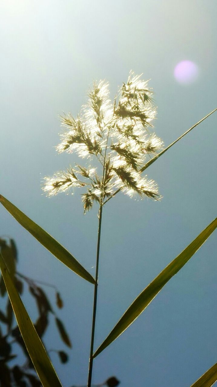 Low angle view of flowers against sky