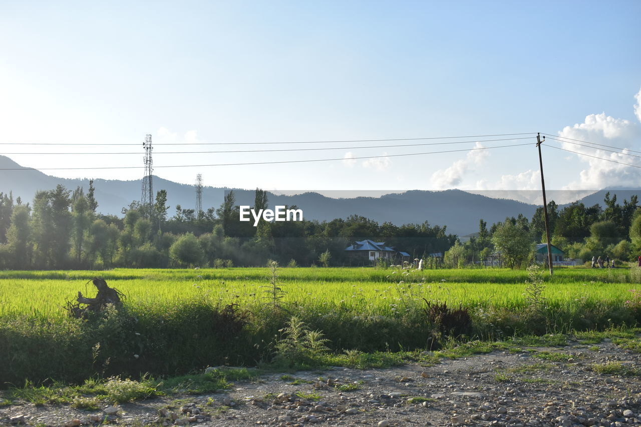 landscape, sky, cable, electricity, plant, field, land, agriculture, rural scene, environment, nature, rural area, electricity pylon, power line, scenics - nature, crop, growth, farm, beauty in nature, tree, technology, tranquility, paddy field, power supply, hill, tranquil scene, no people, day, cloud, green, grass, horizon, rice, rice paddy, outdoors, pasture, plain, non-urban scene, sunlight, meadow, food and drink, power generation, flower