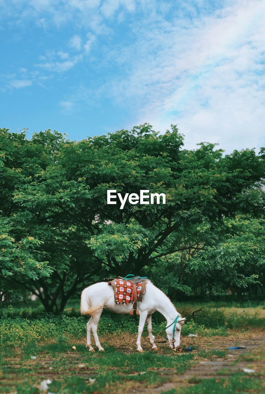 A white horse eating grass in a field, kenjeran park, surabaya, indonesia